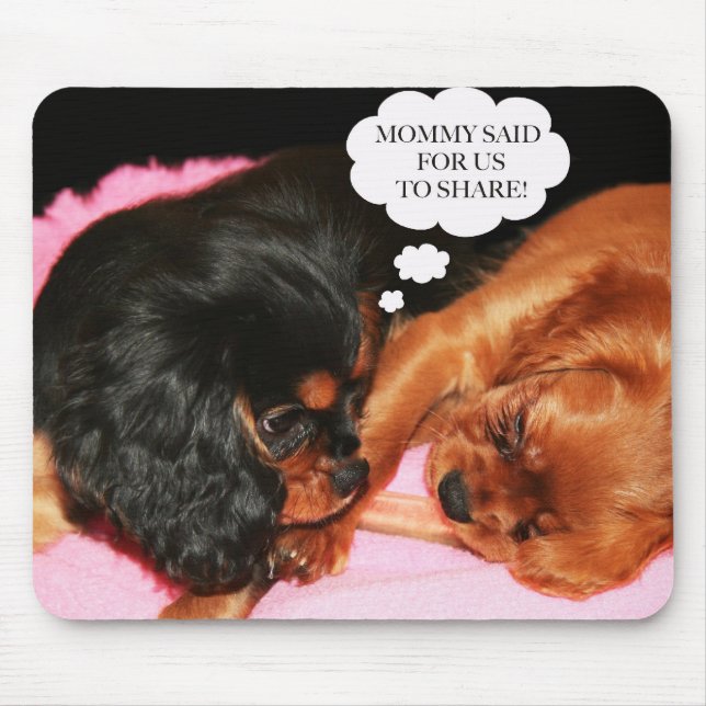 Cavalier King Charles Spaniels Valpar Musmatta (Framsidan)