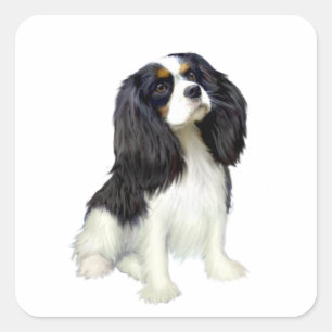 Cavalier King Charles - Trefärgad Fyrkantigt Klistermärke