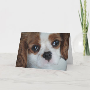 Cavalier King Charles välkomstkort Kort