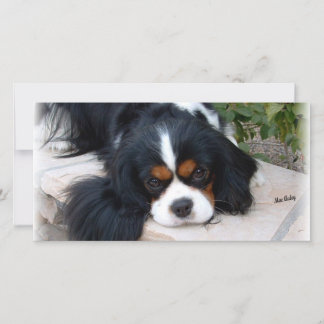 Cavalier Kung Charles