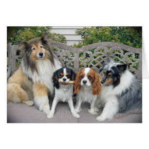 Cavalier Kung Charles and Shelties Hälsningskort