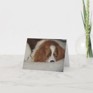 Cavalier Kung Charles Blenheim Blank Note-kort Kort