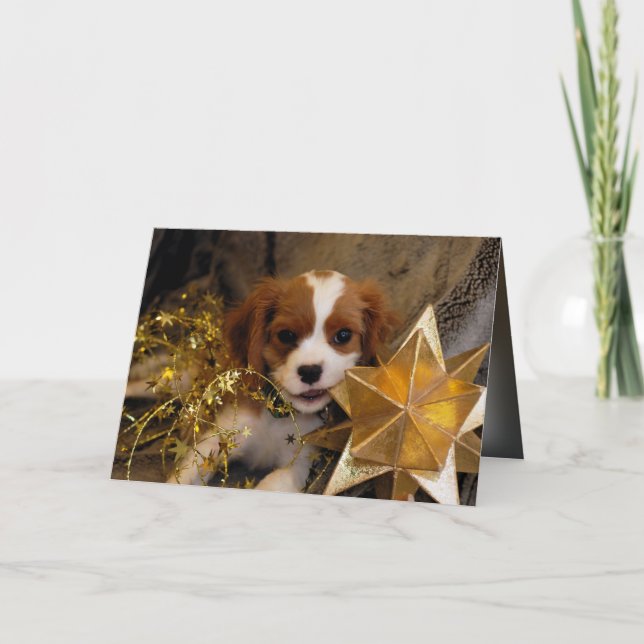 Cavalier Kung Charles Helgdag Star Helgkort (Framsida)
