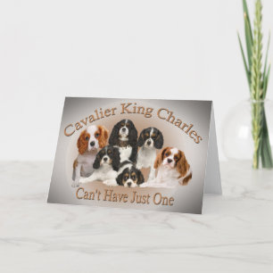 Cavalier Kung Charles kan inte ha bara en gåva Helgkort