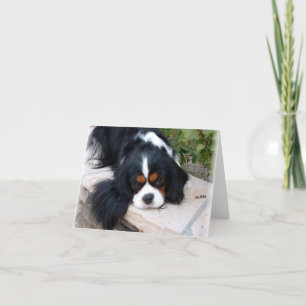 Cavalier Kung Charles Kort
