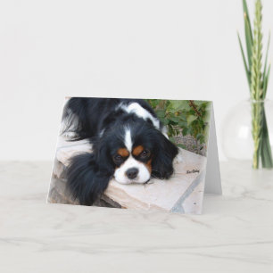 Cavalier Kung Charles Kort