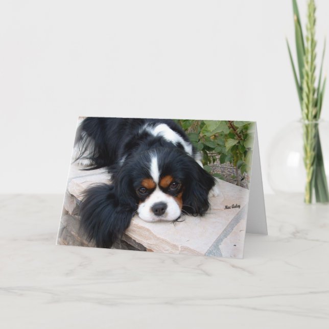 Cavalier Kung Charles Kort (Framsida)