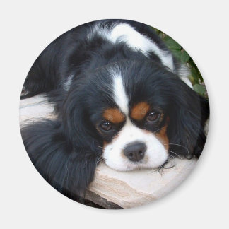 Cavalier Kung Charles Magnet