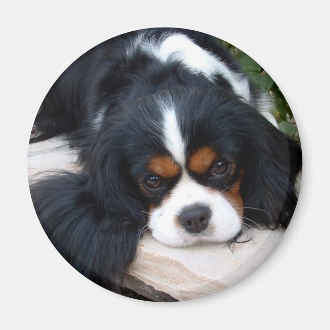Cavalier Kung Charles Magnet (Framsidan)