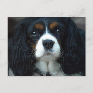 Cavalier Kung Charles Postcard Vykort