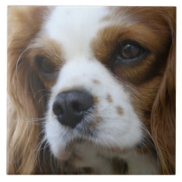 Cavalier Kung Charles Spain 2 Pet Kärlek, KEEPSAKE Kakelplatta