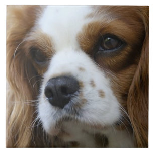 Cavalier Kung Charles Spain 2 Pet Kärlek, KEEPSAKE Kakelplatta