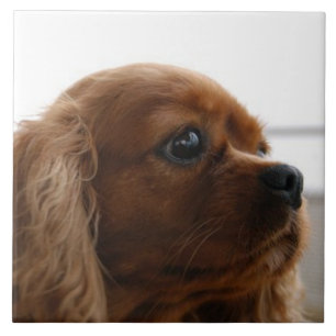 Cavalier Kung Charles Spain 3 Pet Kärlek, KEEPSAK Kakelplatta