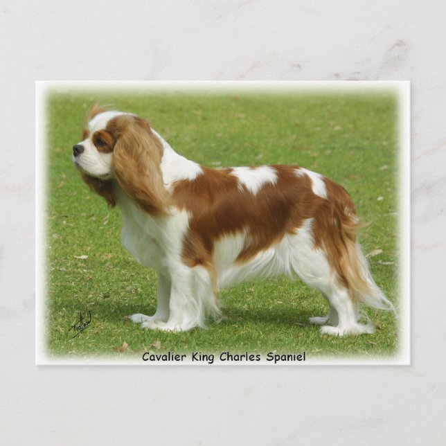 Cavalier Kung Charles Spain 9J001D-06 Vykort (Framsida)