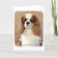 Cavalier Kung Charles Spain 9L005D-08
