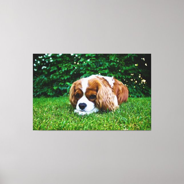 Cavalier Kung Charles Spain Blenheim i Grass Canvastryck (Framsida)