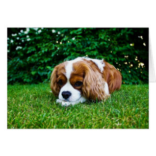 Cavalier Kung Charles Spain Blenheim i Grass Hälsningskort