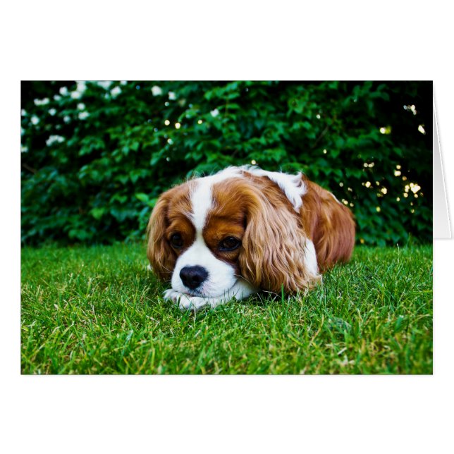 Cavalier Kung Charles Spain Blenheim i Grass Hälsningskort (Framsidan Horizontal)