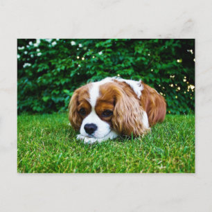 Cavalier Kung Charles Spain Blenheim i Grass Vykort