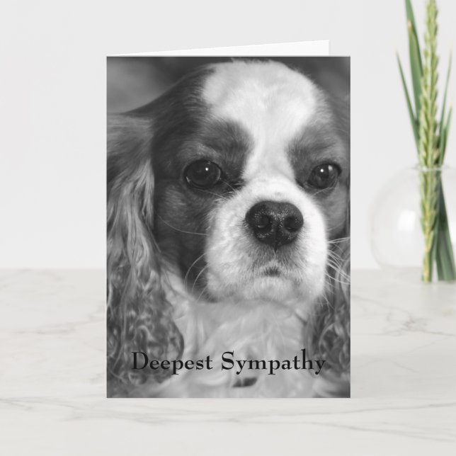 Cavalier Kung Charles Spain Deepest Sympathy Kort (Framsida)