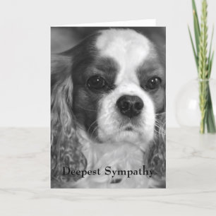 Cavalier Kung Charles Spain Deepest Sympathy Kort