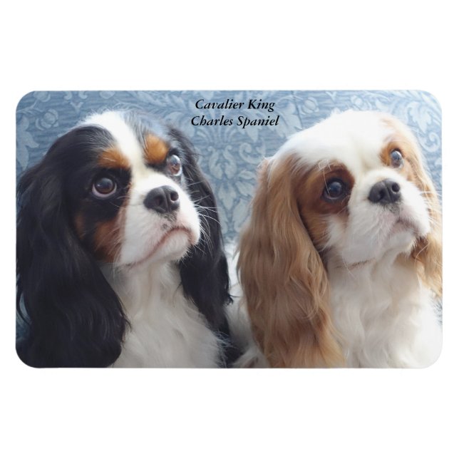 Cavalier Kung Charles Spain Flexible Magnet (Horisontell)