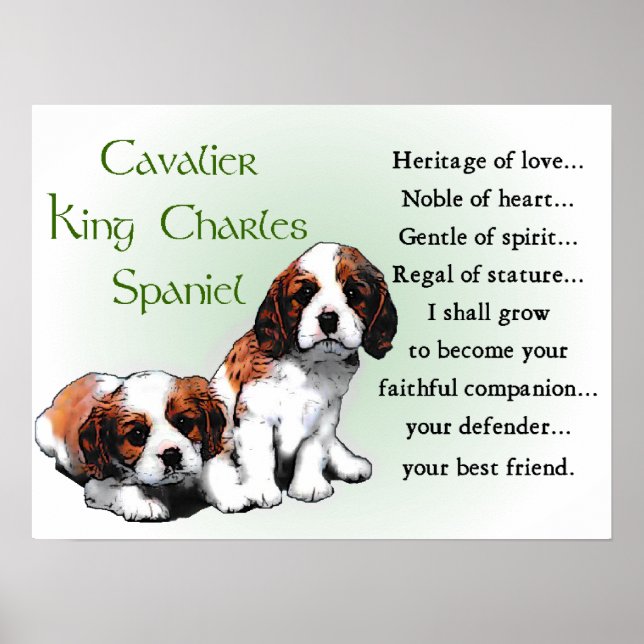 Cavalier Kung Charles Spain Gifts Poster (Framsidan)