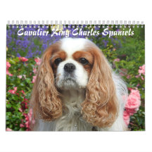Cavalier Kung Charles Spain Hund #2
