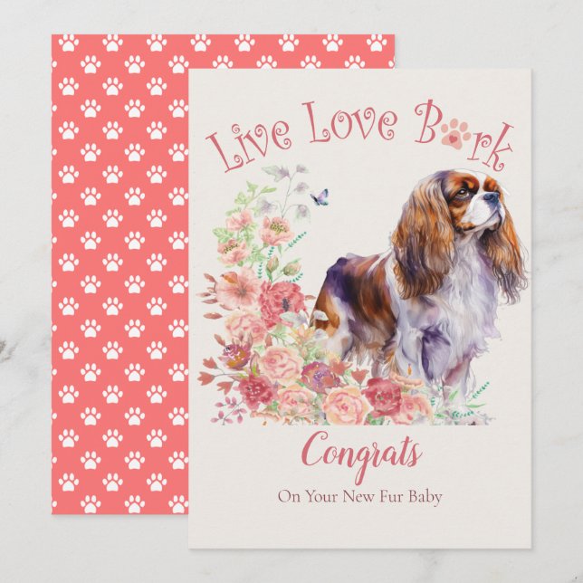 Cavalier Kung Charles Spain Hund Adoption, Gotcha Kort (Fram/baksida)