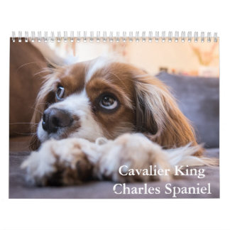 Cavalier Kung Charles Spain Hund Calendar Kalender