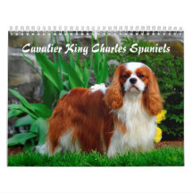 Cavalier Kung Charles Spain Hund
