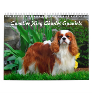 Cavalier Kung Charles Spain Hund Kalender