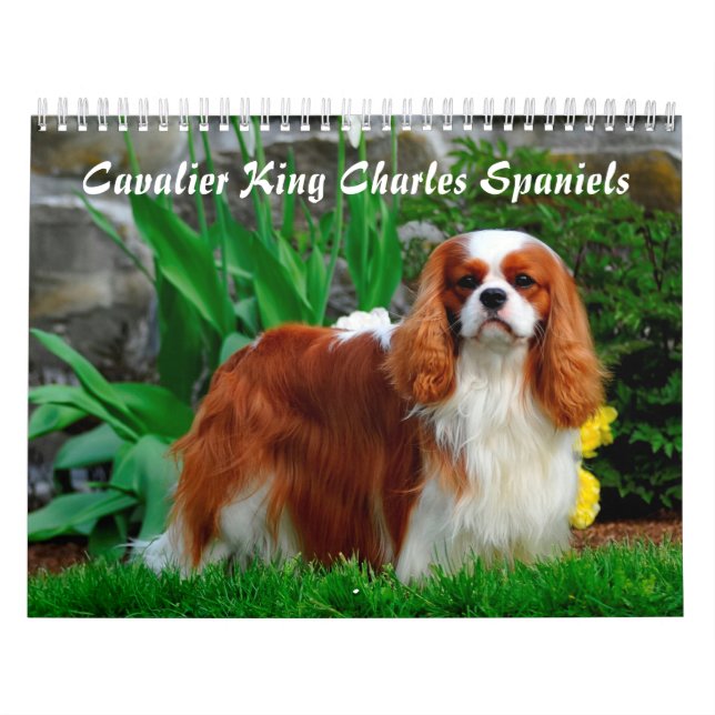 Cavalier Kung Charles Spain Hund Kalender (Omslag)