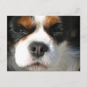 Cavalier Kung Charles Spain Hund Postcard Vykort