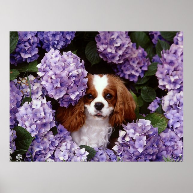 Cavalier Kung Charles Spain Hund Poster (Framsidan)