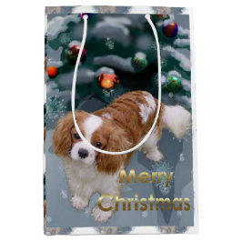 Cavalier Kung Charles Spain jul