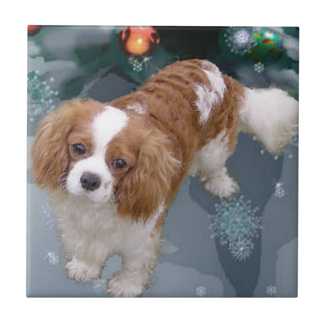 Cavalier Kung Charles Spain jul Kakelplatta (Framsidan)