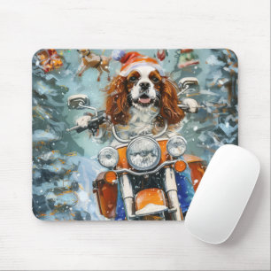 Cavalier Kung Charles Spain jul Musmatta