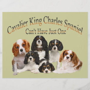 Cavalier Kung Charles Spain kan inte bara ha en