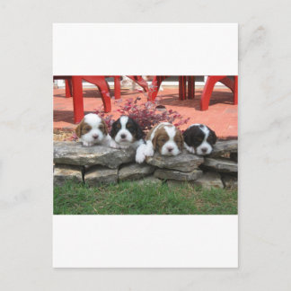 Cavalier Kung Charles Spain Litter Vykort