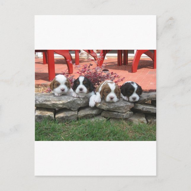 Cavalier Kung Charles Spain Litter Vykort (Framsida)