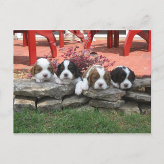 Cavalier Kung Charles Spain Litter Vykort