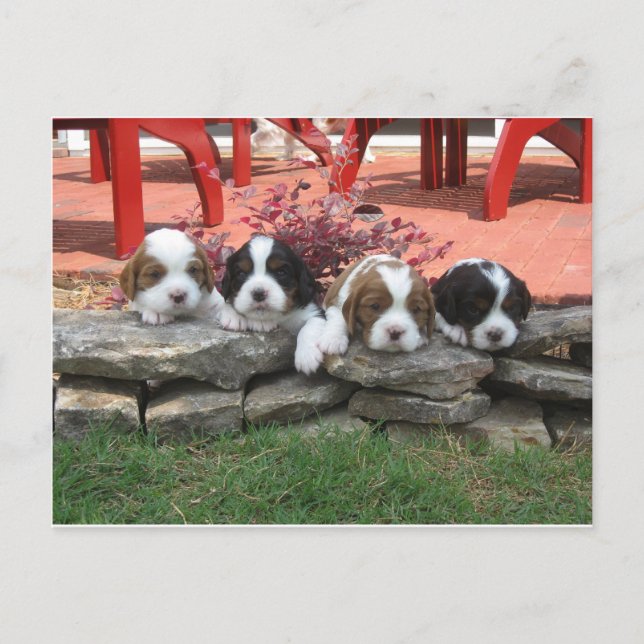 Cavalier Kung Charles Spain Litter Vykort (Framsida)