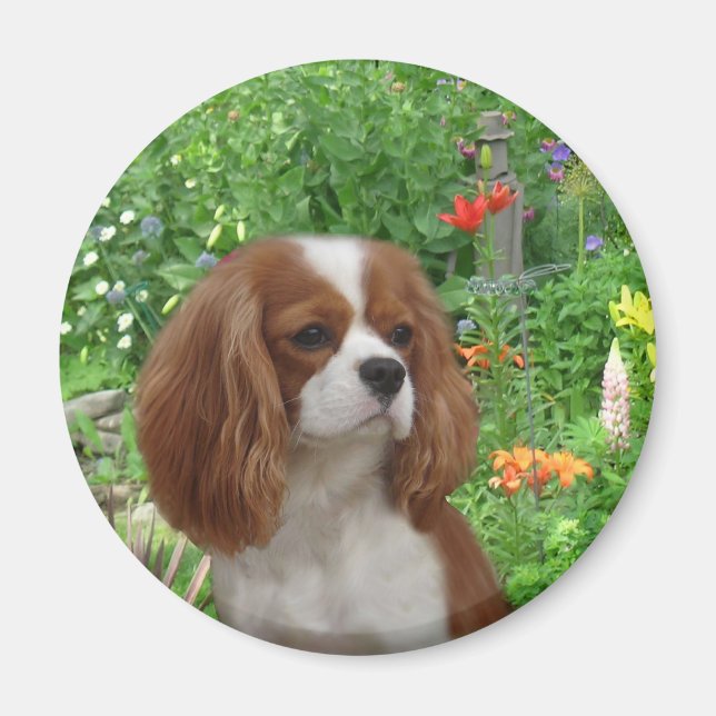 Cavalier Kung Charles Spain Magnet (Framsidan)
