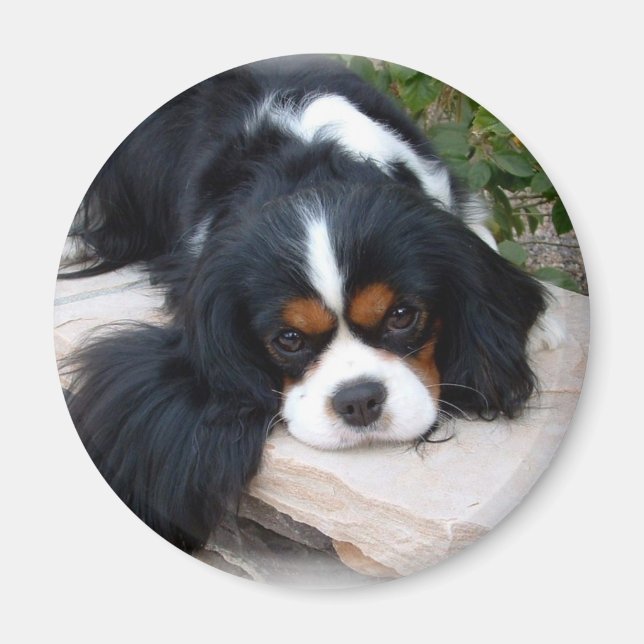 Cavalier Kung Charles Spain magnet (Framsidan)