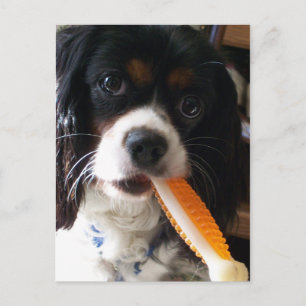 Cavalier Kung Charles Spain med Bone Vykort