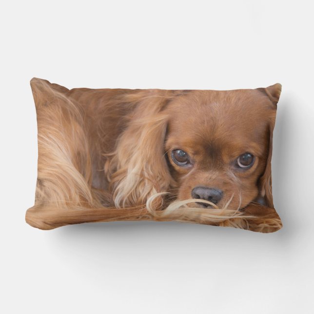 Cavalier Kung Charles Spain Öga på er Pillow Lumbarkudde (Framsida)