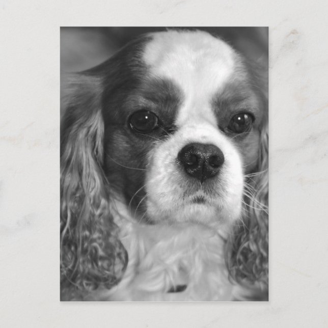 Cavalier Kung Charles Spain Post Card Vykort (Framsida)