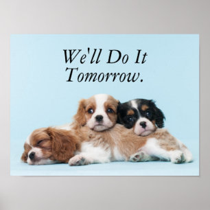 Cavalier Kung Charles Spain Puppies Poster