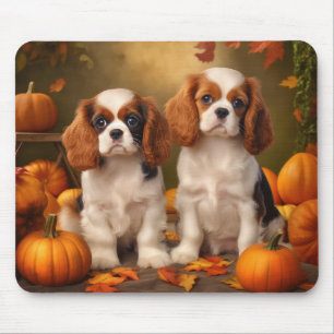 Cavalier Kung Charles Spain Puppy Autumn Pumpkin Musmatta